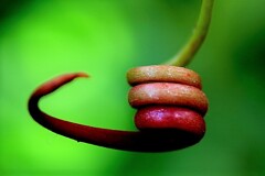 コイルバネⅠ(蔵出）