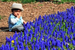 ムスカリに囲まれて