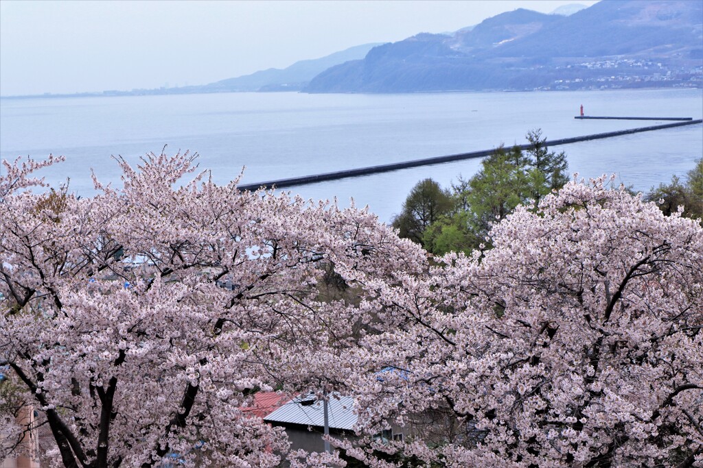 小樽手宮公園の桜
