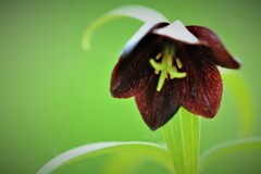 クロユリは恋の花♪