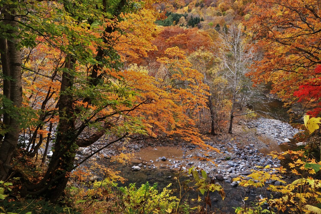 定山渓豊平川紅葉