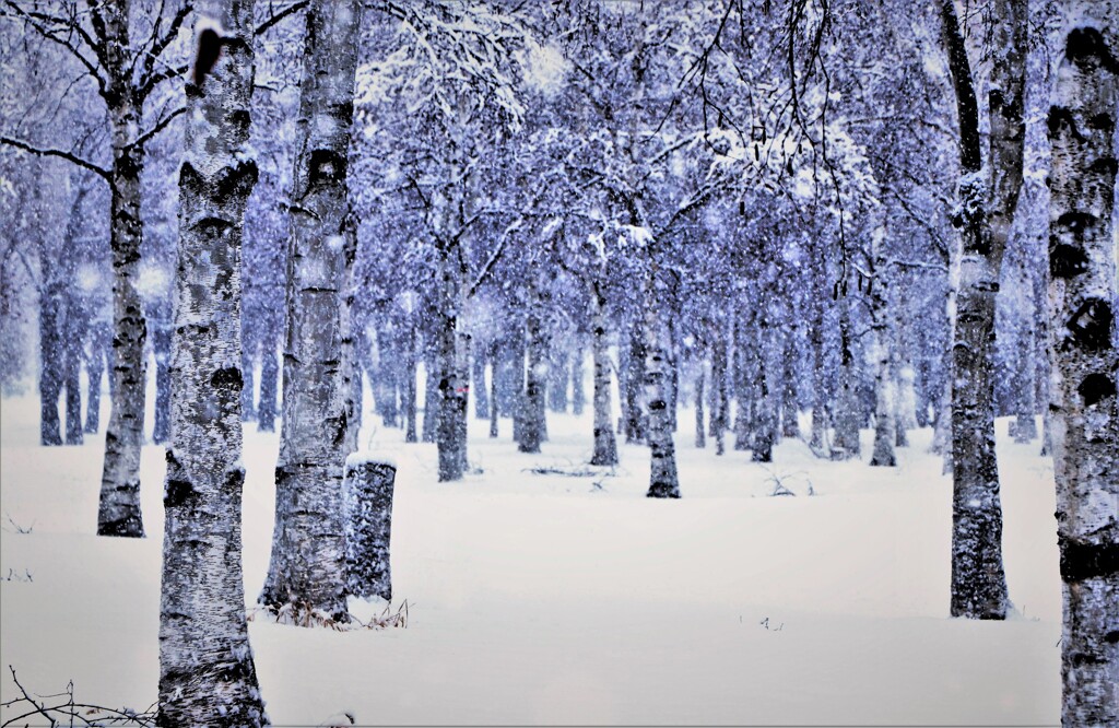 雪は降るあなたは来ない♪