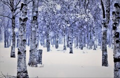 雪は降るあなたは来ない♪