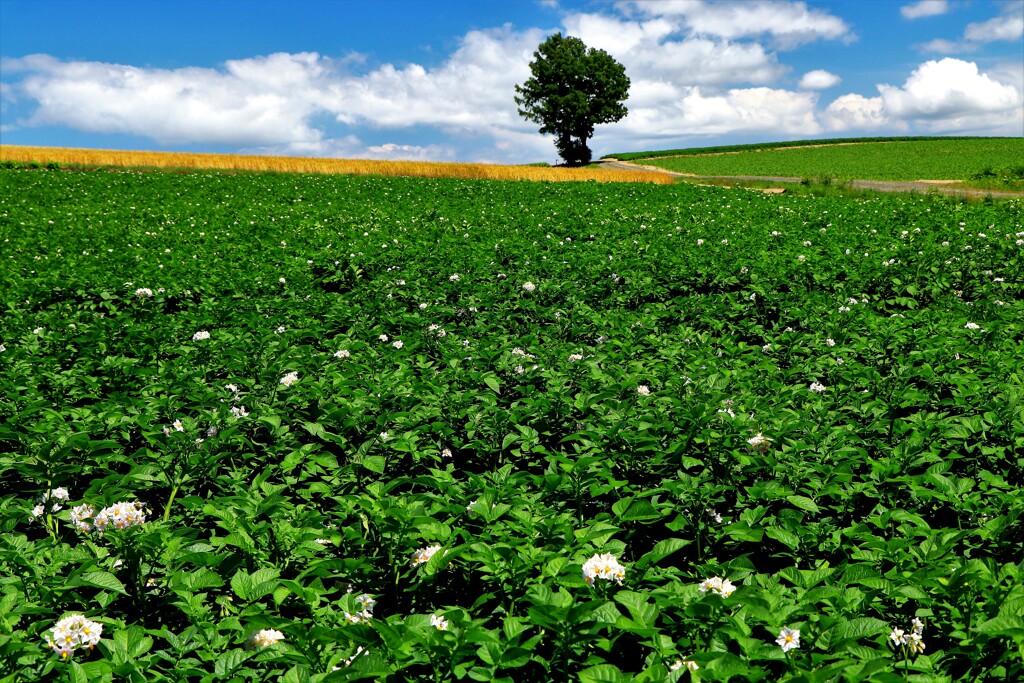 北の国(美瑛の丘）