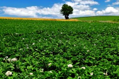 北の国(美瑛の丘）