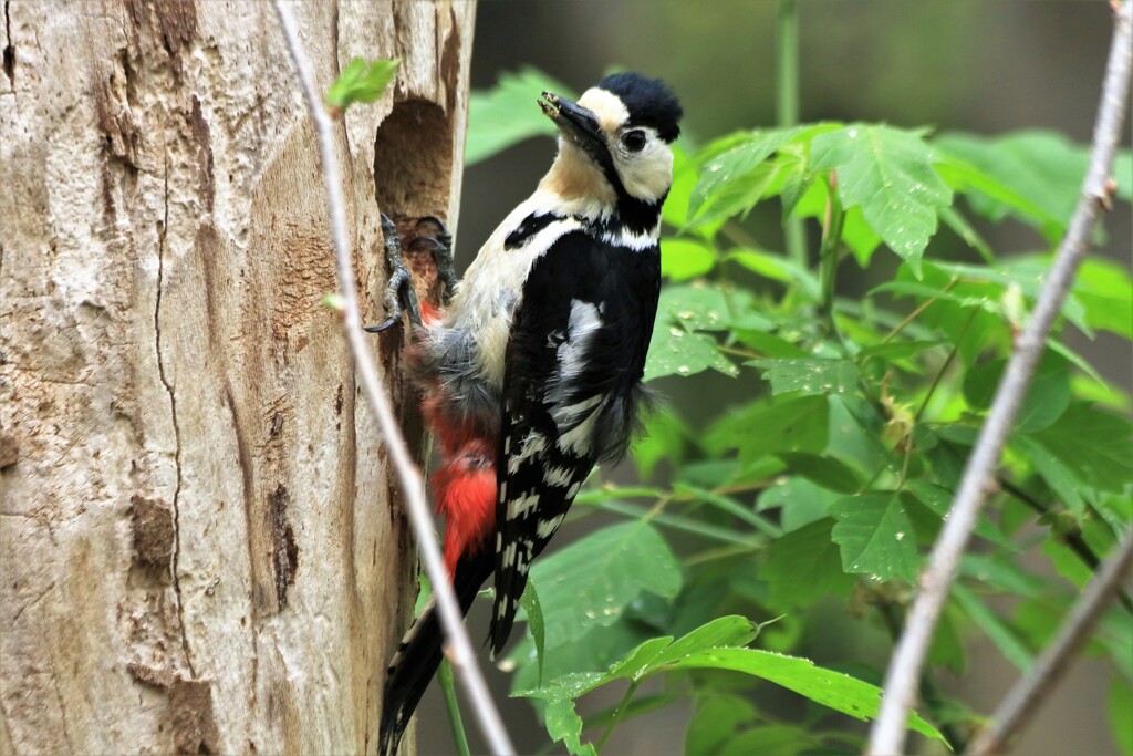 アカゲラの巣作り