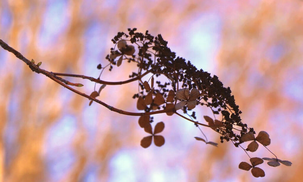 ツルアジサイ枯葉    