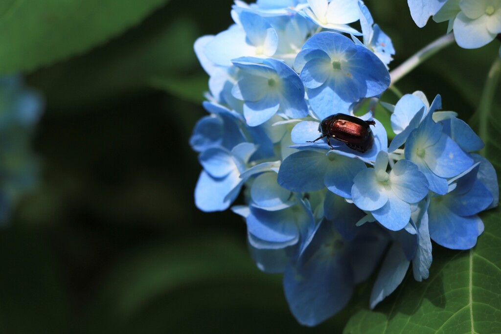 紫陽花と昆虫