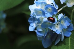 紫陽花と昆虫