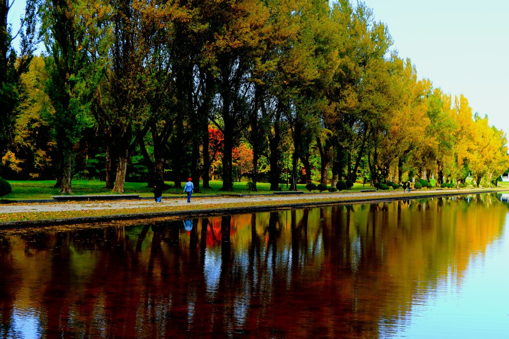 前田森林公園ポプラ並木