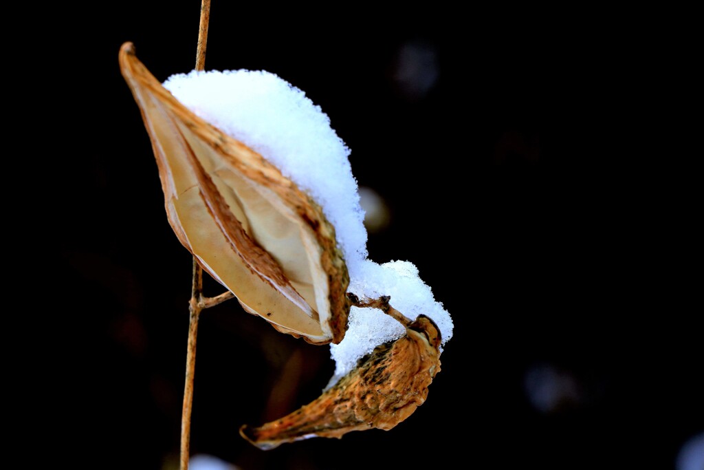 冬がやって来たⅡ