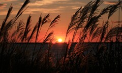 ススキと夕陽