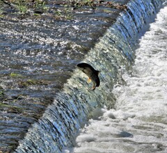 生れ故郷に帰る
