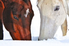 来年は私たちの年(⌒∇⌒)