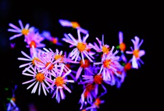 花花火