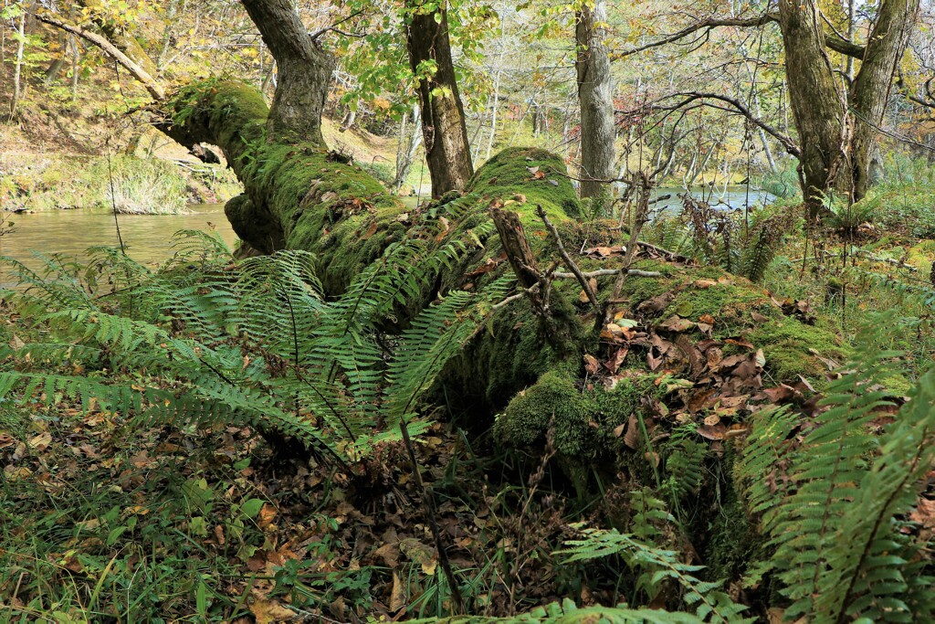 朽ち果てる倒木