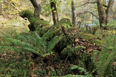 朽ち果てる倒木