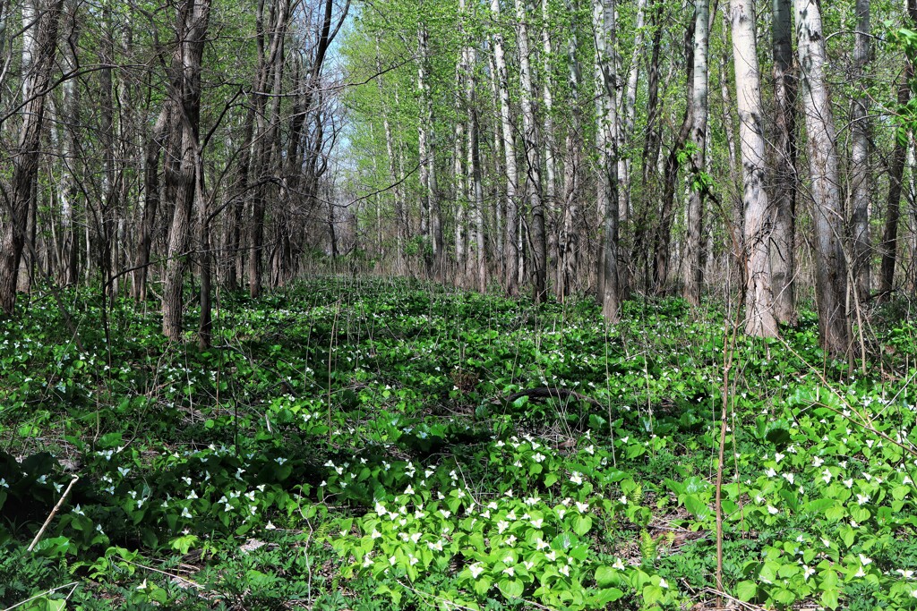 新緑の季節に突入