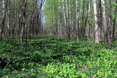 新緑の季節に突入