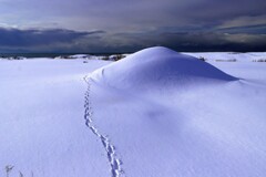 キタキツネの足跡Ⅱ