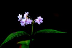 紫陽花Ⅴ