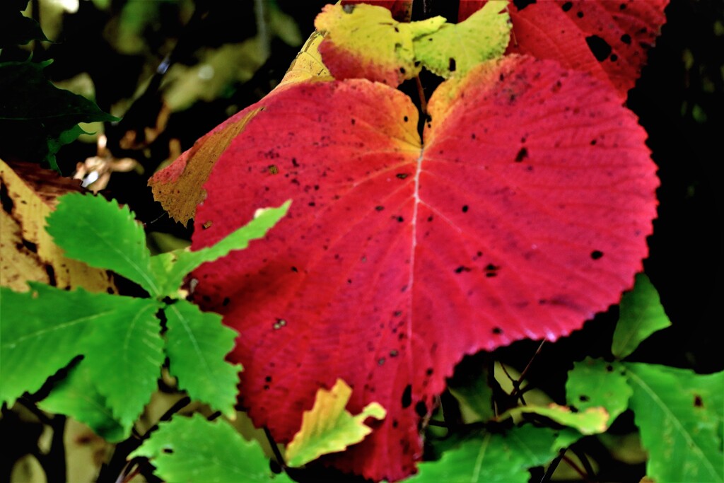 あ～秋ですね♪