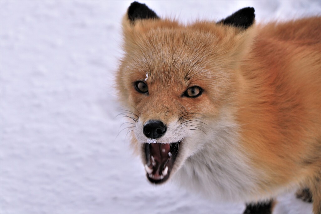 キタキツネ物語