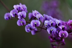 バ－デンベルギア