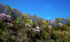 山の桜