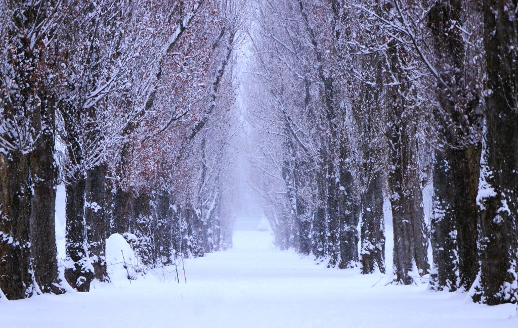 冬のポプラ並木