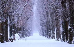 冬のポプラ並木