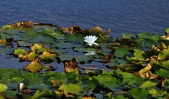 まだ咲いている睡蓮