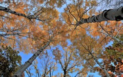 秋、見上げてごらん