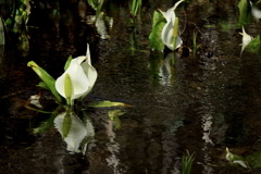 積丹の水芭蕉（再々終り）