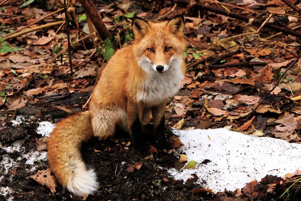 キタキツネ物語