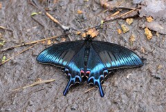 ミヤマカラスアゲハ