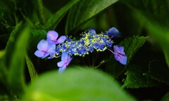 紫陽花