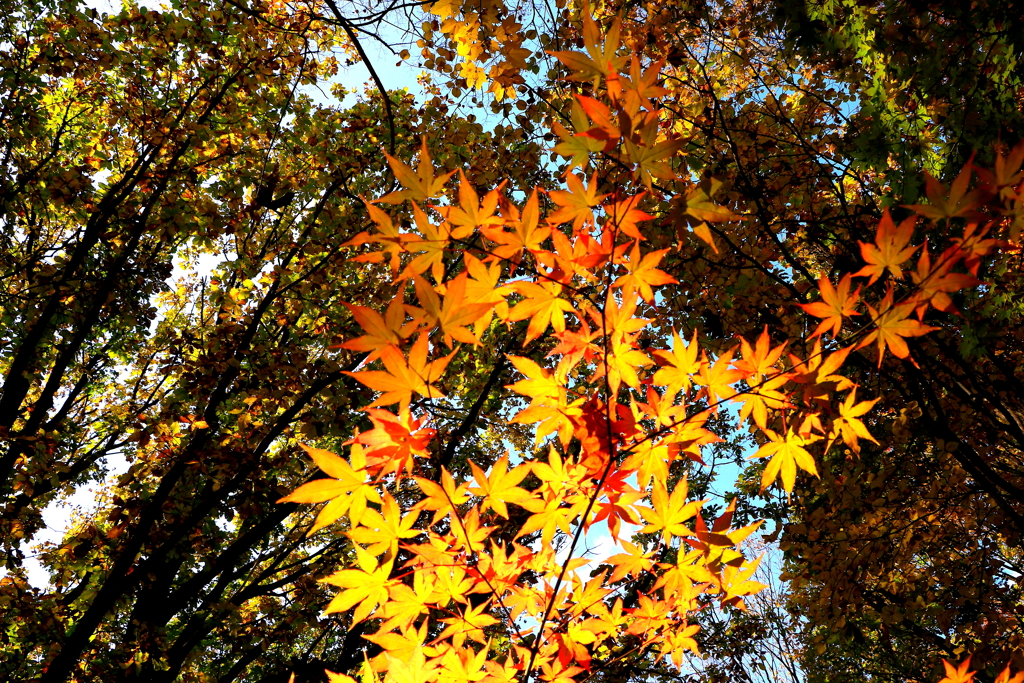 それぞれの秋♪Ⅱ