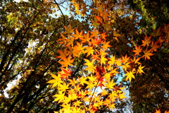 それぞれの秋♪Ⅱ