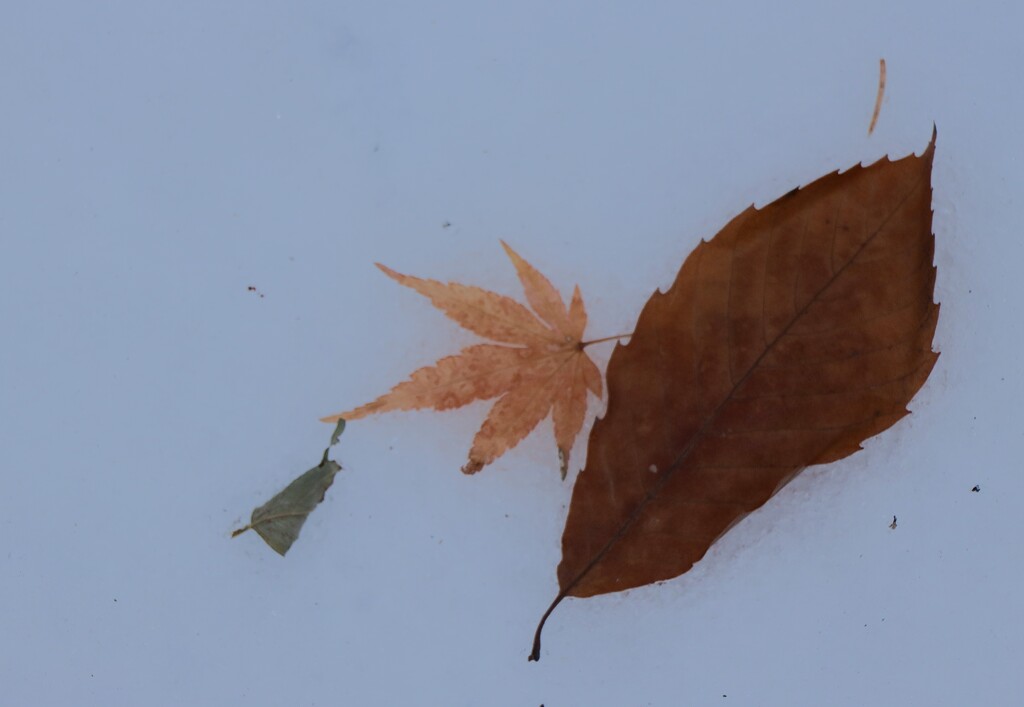 雪落葉