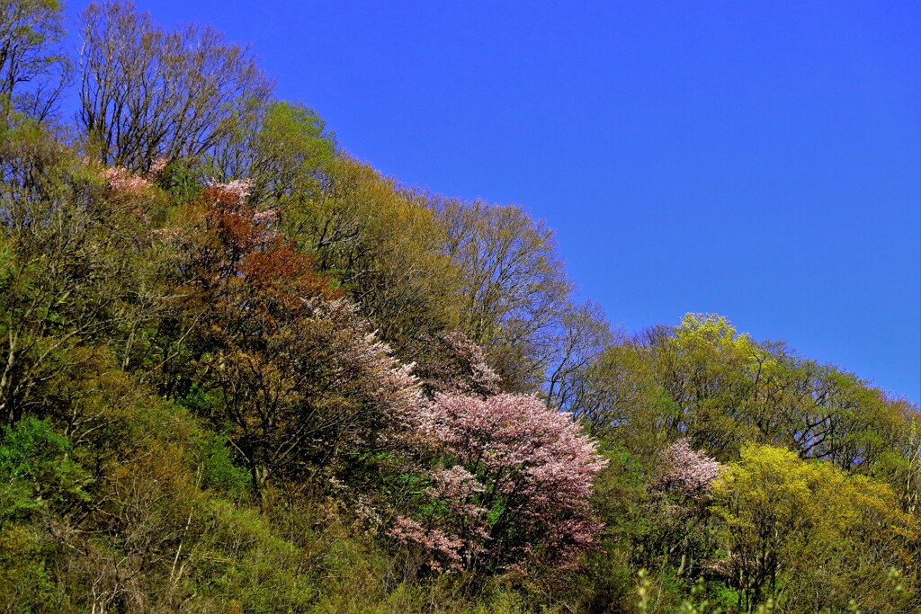 山の桜