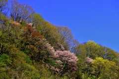 山の桜