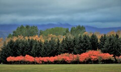 それぞれの秋♪