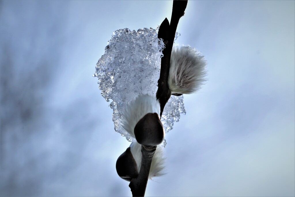 北国にも春がやって来る