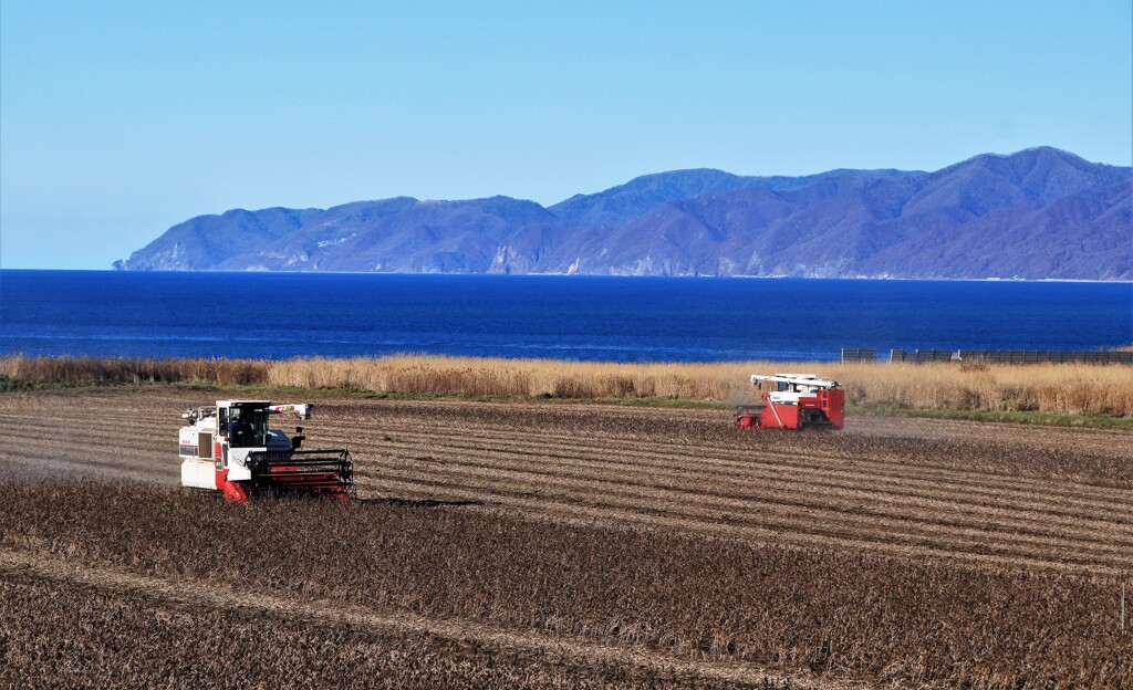 遅い豆刈り取り