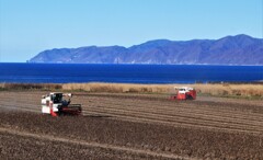遅い豆刈り取り