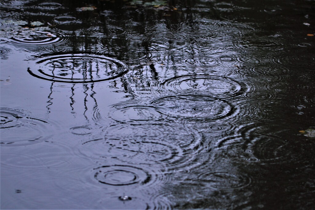 september rain(9月の雨）