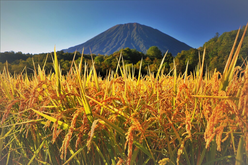 今年は豊作だ～