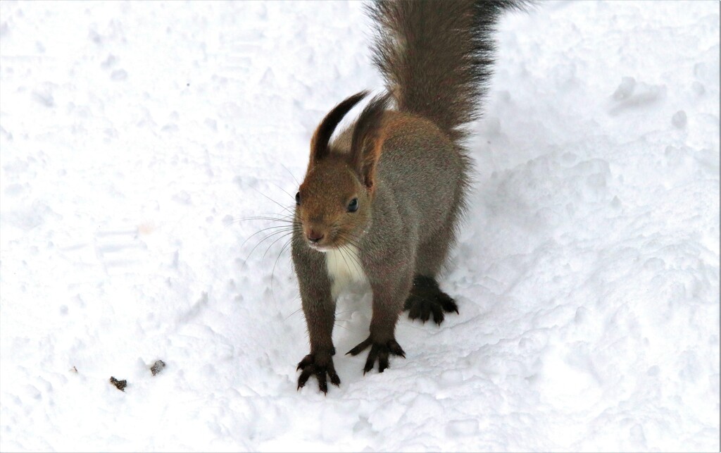 エゾリスチャッピ－Ⅱ