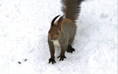 エゾリスチャッピ－Ⅱ